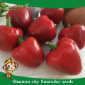 Vegetais Suntoday orgânicos até onde comprar veg casa pimenta pimentão jardim chinês catálogo de sementes de hortaliças para venda (21004)